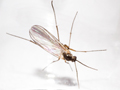 Boletina gripha